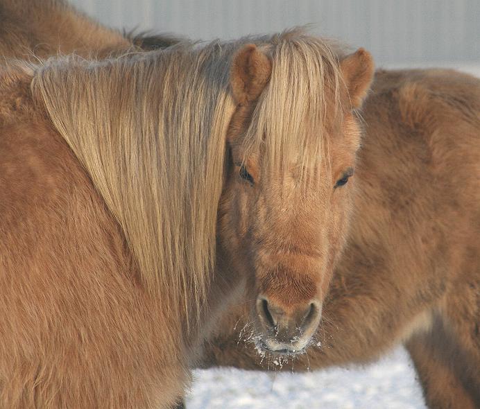 Vinur.sneeuw.hfd.441.7.1'10